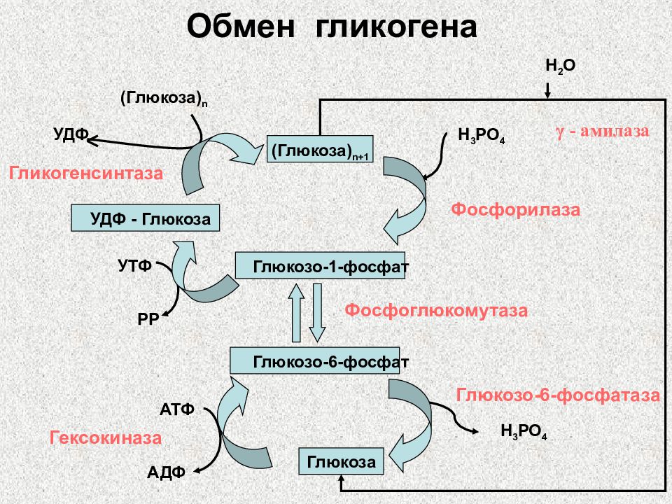 Общая схема метаболизма углеводов