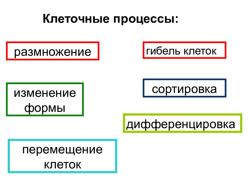 Клеточные процессы. Изменение формы клетки. Клеточные перемещения. Процессы в клетке.