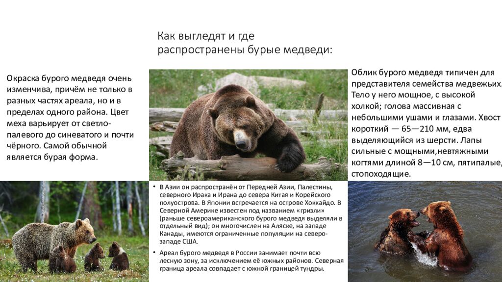 Как выгледят и где распространены бурые медведи:
