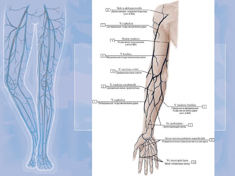 Вены 4 5. Латеральная подкожная Вена руки. Большая подкожная Вена руки. Срединная подкожная Вена.