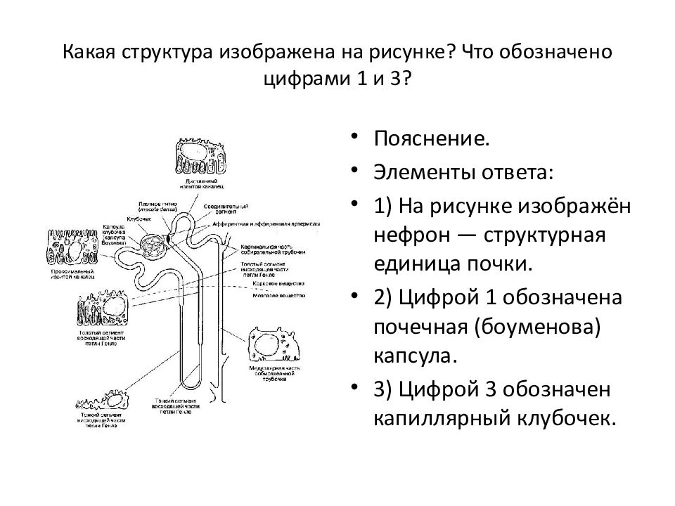 Какая структура изображена на рисунке