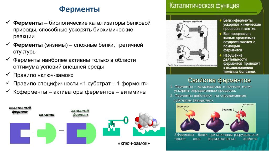 Примеры каталитических белков. Биологические катализаторы. Биологические катализаторы белковой природы. Химическая природа и свойства ферментов как белковых катализаторов. Биологические катализаторы вещества белковой природы называются.