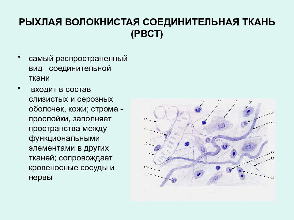 Рыхлая соединительная ткань рисунок