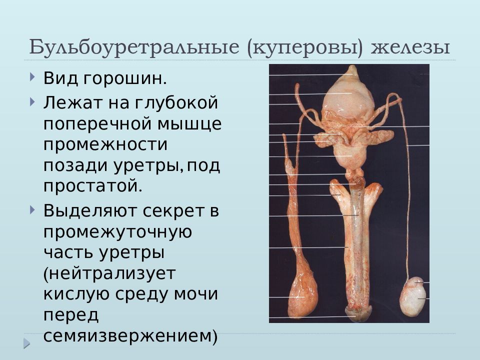 Полов орган. Бульбоуретральные железы у мужчин анатомия. Бульбоуретральная (Куперова) железа. Бульбоуретральная железа анатомия строение. Куперовы железы строение.