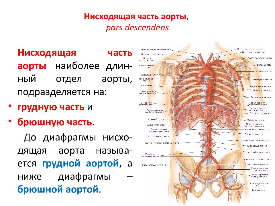 Картинки грудная аорта