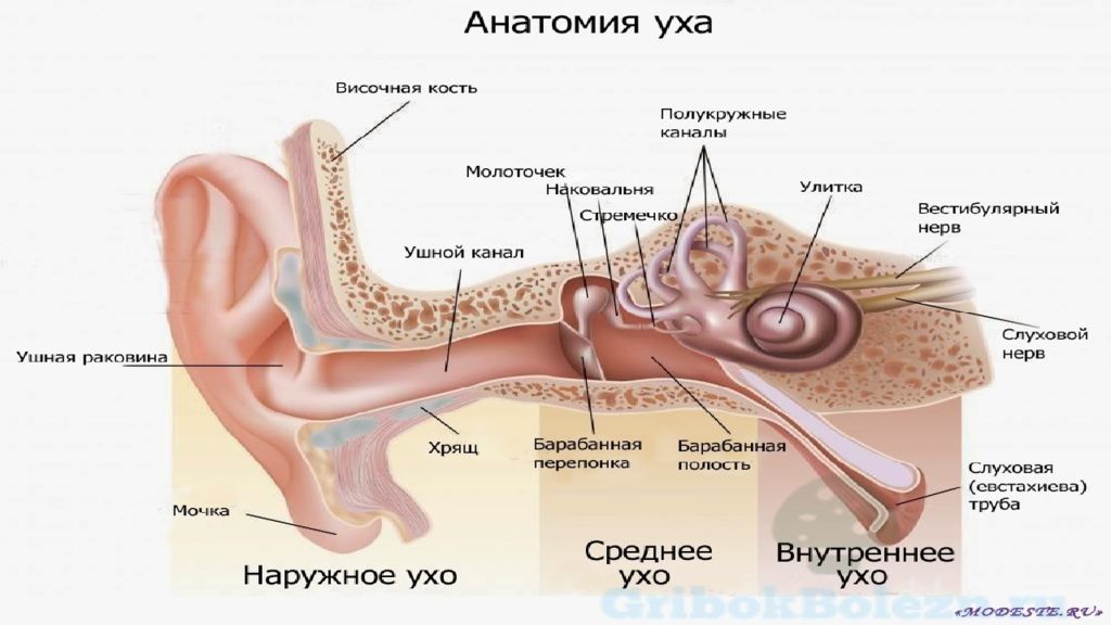 Как понять что у ребенка болят уши. Болезни уха (заболевания ушей). Болезни среднего уха презентация.