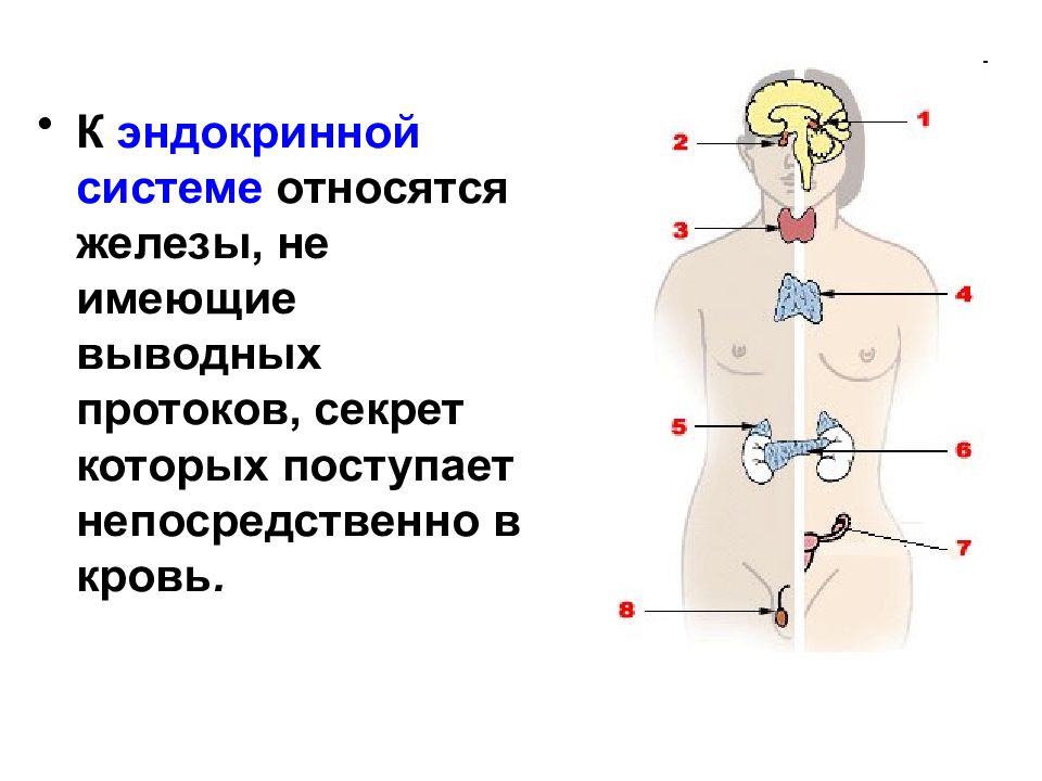 Презентация на тему эндокринная система