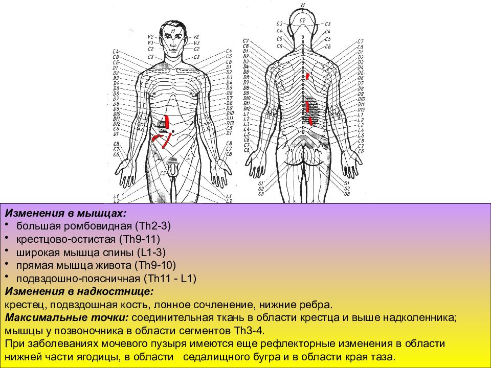 Рефлекторный массаж. Рефлекторно сегментарные зоны. Сегментарные мышцы спины. Рефлекторно сегментарный массаж зоны крестца. Сегментарный массаж таблица.