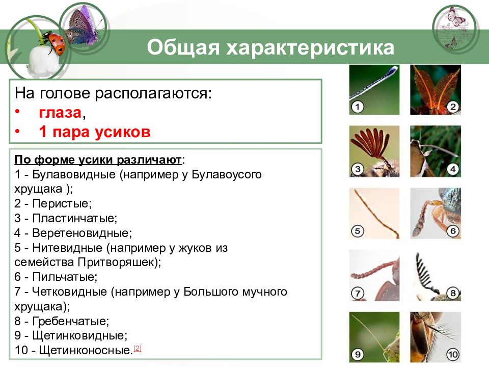 Охарактеризуйте насекомых. Общая характеристика насекомых. Класс насекомые общая характеристика. Класс насекомые общая характеристика кратко. Признаки класса насекомые.