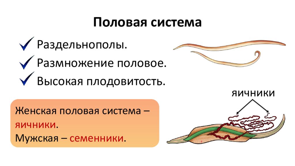 Какая система у круглых червей. Система органов размножения круглых червей. Половая система и размножение круглых червей. Система органов круглых червей 7 класс биология. Тип круглые черви половая система.