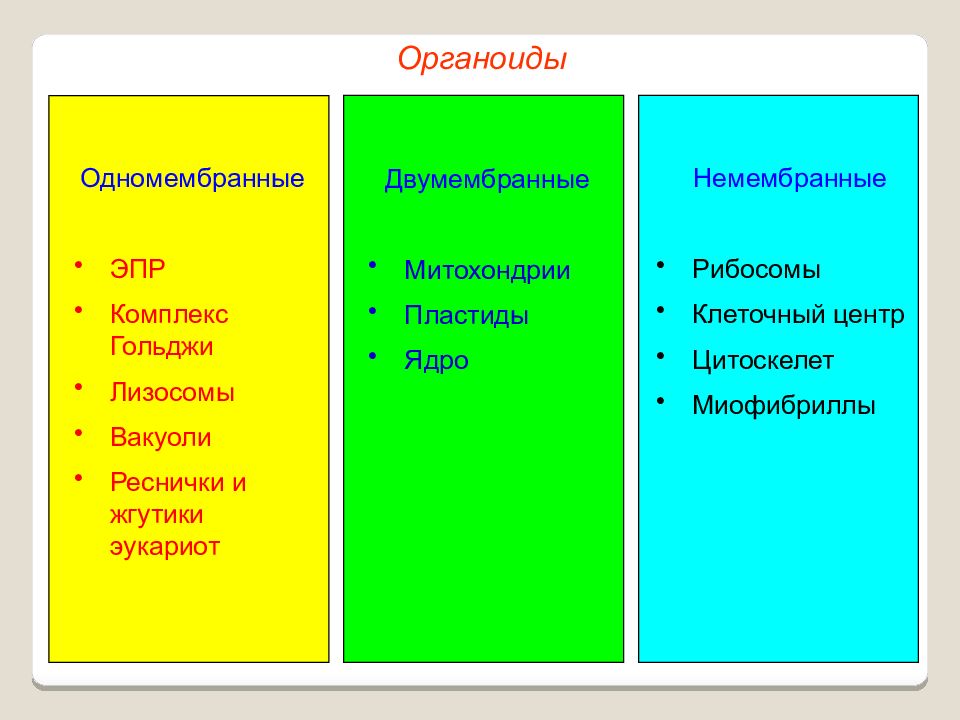 Каким номером на рисунке обозначены органоиды простейших относящиеся к немембранным