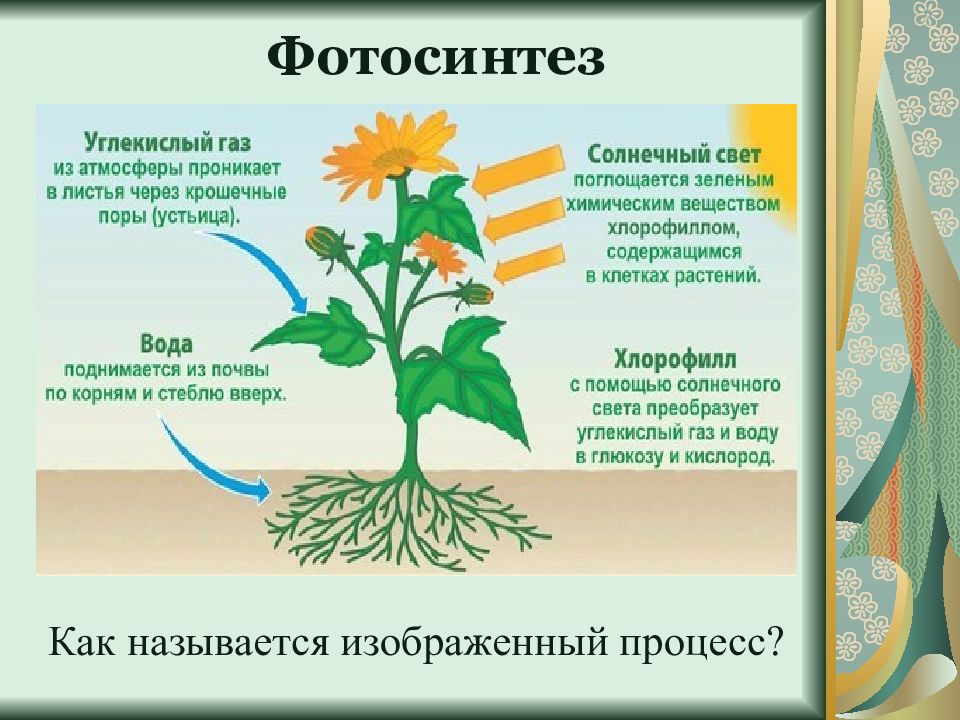 Тест по биологии по теме обмен веществ. ЕГЭ биология фотосинтез задания. Задачи по биологии фотосинтез 10 класс. Презентация по ботаники темы. Что обеспечивает изображенный процесс в жизни растения.