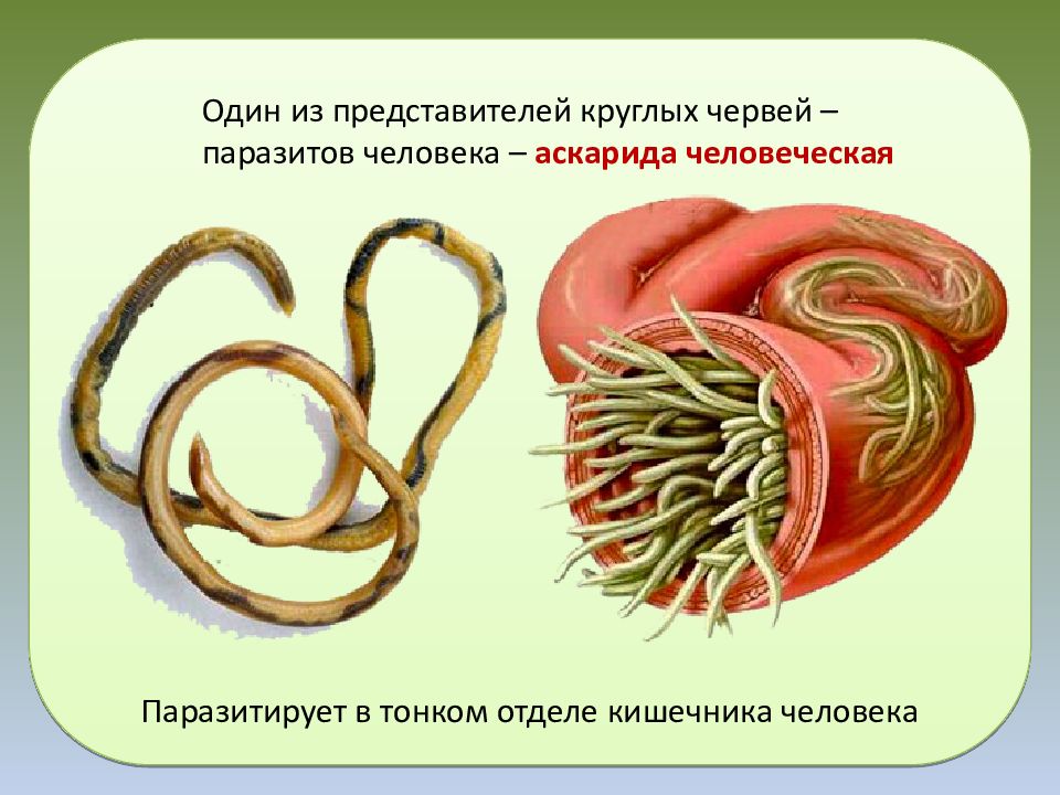 Круглые черви примеры названия. Круглые паразитические черви черви. Нематоды - Первичнополостные черви. Круглые черви паразиты человека. Круглые черви нематоды паразиты.
