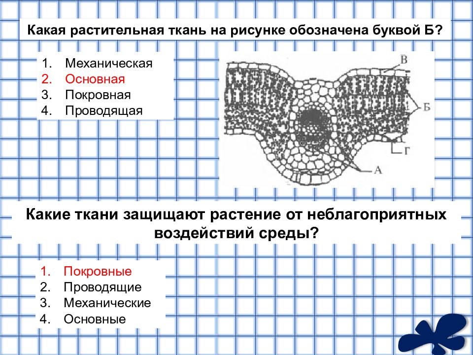 Какой буквой на рисунке обозначена фотосинтезирующая ткань