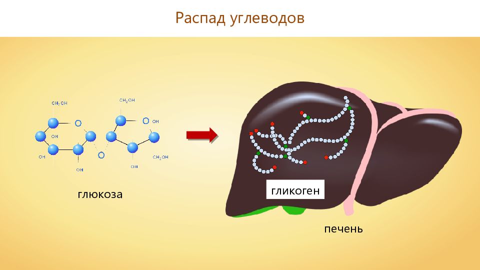 Глюкоза в организме человека. Глюкоза в гликоген в печени. Глюкоза в гликоген. Гликоген это углевод. Запас гликогена в печени.