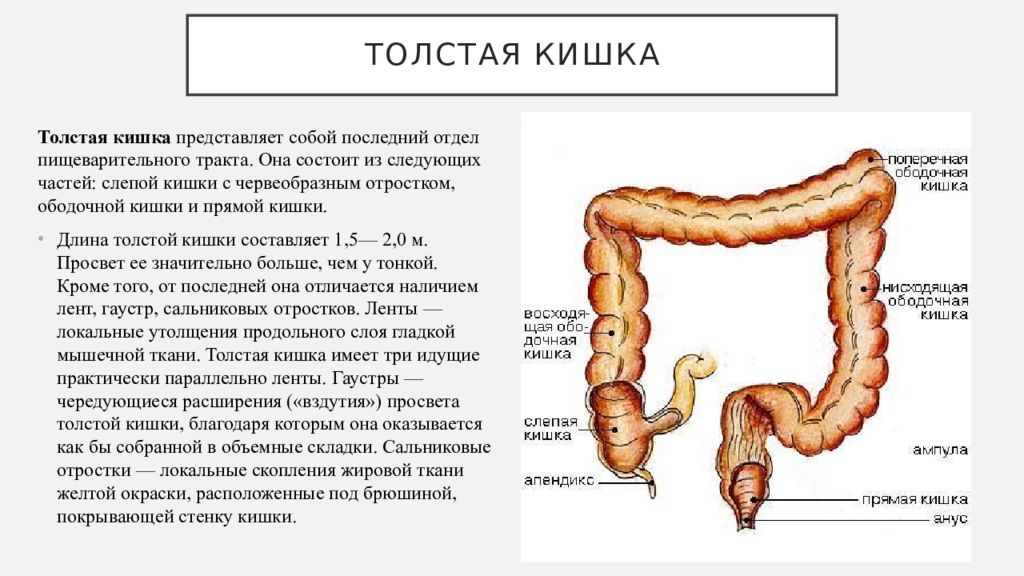 Толстая кишка отделы. Анатомия органов пищеварительной системы Толстого кишечника. Толстая кишка анатомия человека картинки. Толстый кишечник строение отделы. Анатомия и физиология тонкого и Толстого кишечника собак.