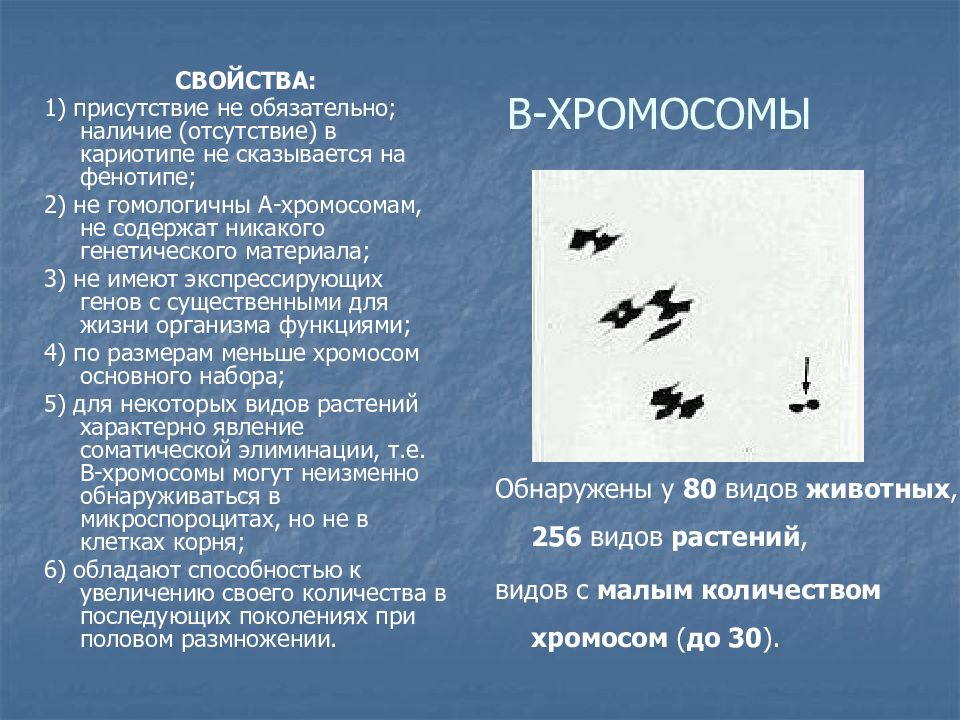 Набор хромосом животных. Отсутствие в кариотипе 1 хромосомы. Кариотип функции. Характеристика хромосом. Ядро ядрышко хромосомы кариотип.