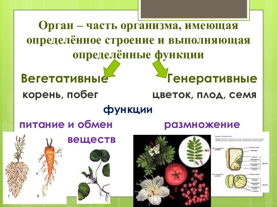 Генеративные водоросли. Функции вегетативных и генеративных органов. Строение вегетативных органов растений. Вегетативное и генеративное размножение. Строение генеративных органов растений.