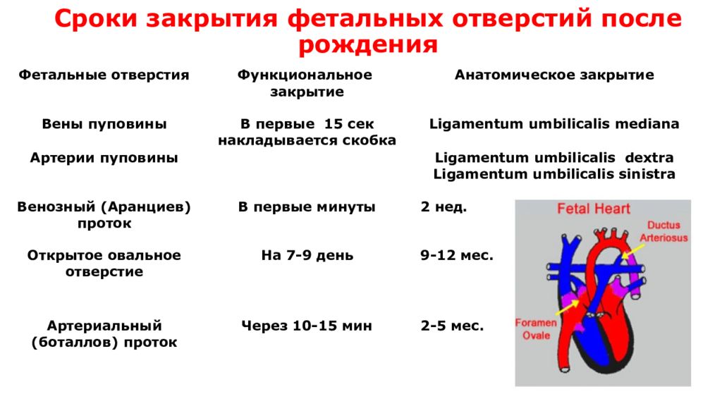 Время ликвидации. Механизм и сроки закрытия эмбриональных путей кровообращения. Сроки закрытия фетальных отверстий после рождения. Сроки закрытия фетальных коммуникаций. Фетальные коммуникации.