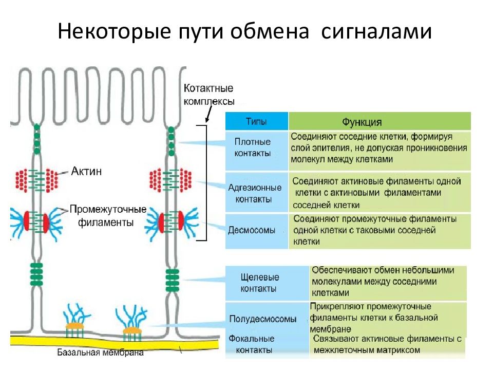 Путь обмена. Строение промежуточных филаментов клетки. Механизмы межклеточной сигнализации. Типы межклеточной сигнализации. Основные типы клеточной и межклеточной сигнализации.