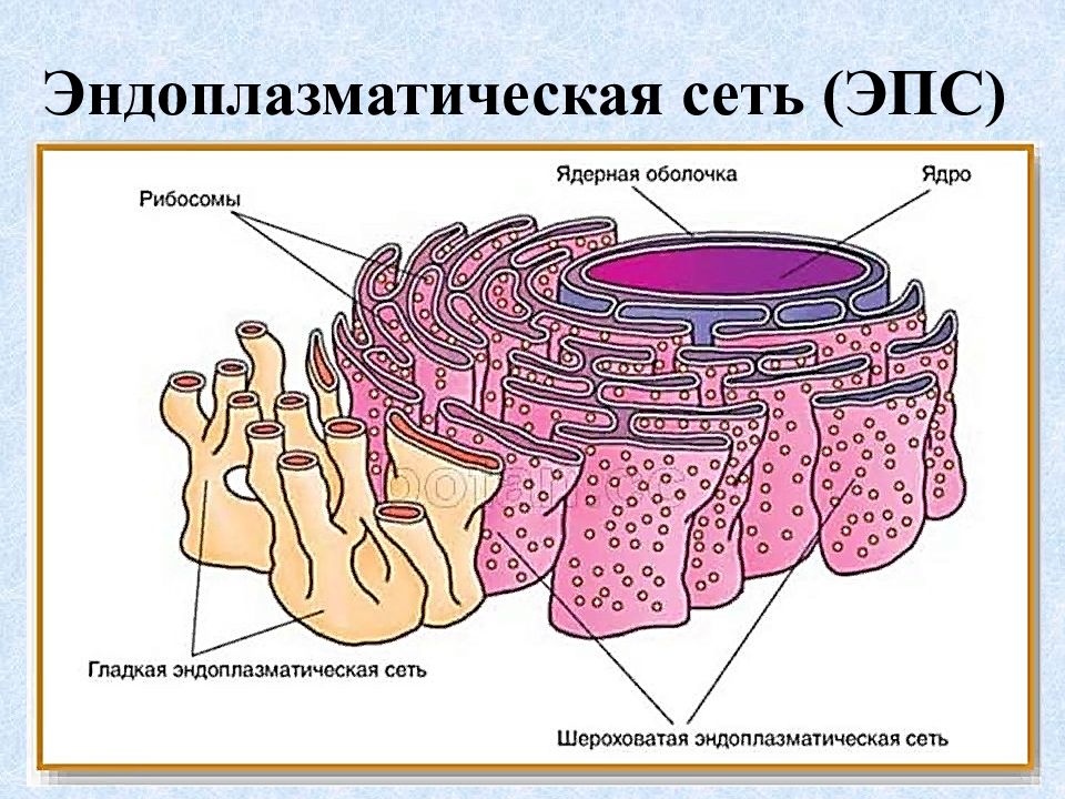 Шероховатая эпс функции. Эндоплазматическая сеть картинка. ЭПС рисунок. Ютуб гранулярный ретикулум в мышцах.