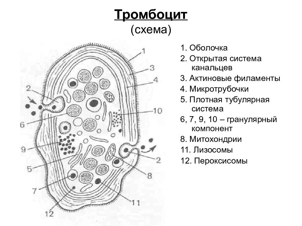 Строение тромбоцитов. Схема ультрамикроскопического строения кровяной пластинки. Строение тромбоцита гиаломер. Тромбоциты кровяные пластинки строение.