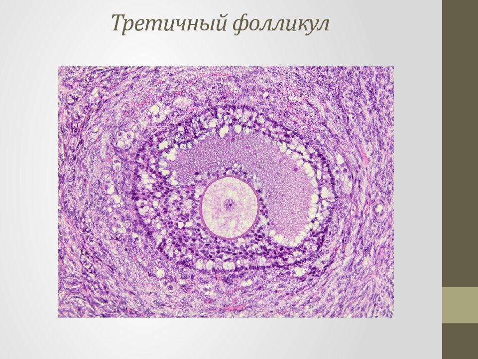 Типы фолликулов. Вторичный фолликул. Строение первичного фолликула. Строение первичного фолликула яичника. Строение первичного фолликула яичника гистология.