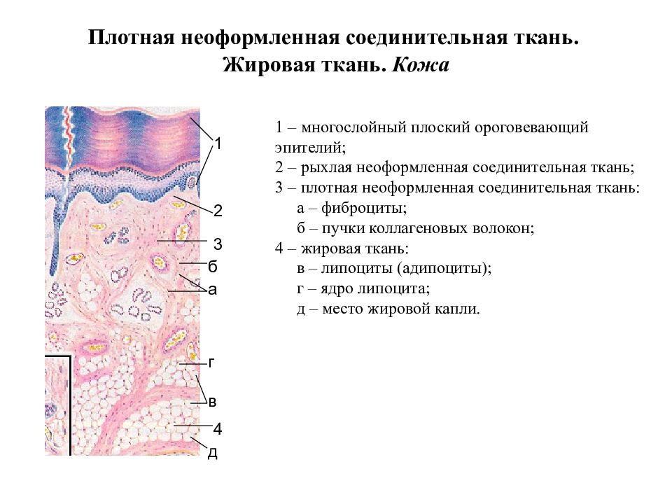 Плотная неоформленная соединительная ткань. Плотная волокнистая неоформленная соединительная ткань. Плотная волокнистая неоформленная соединительная ткань препарат. Плотная неформленнаясоединительная ткань. Плотная неоформленная соединительная ткань препарат гистология.