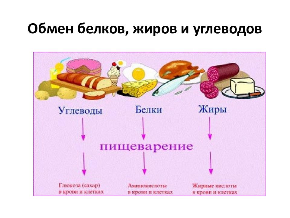 Обмен белков углеводов и жиров презентация 8 класс