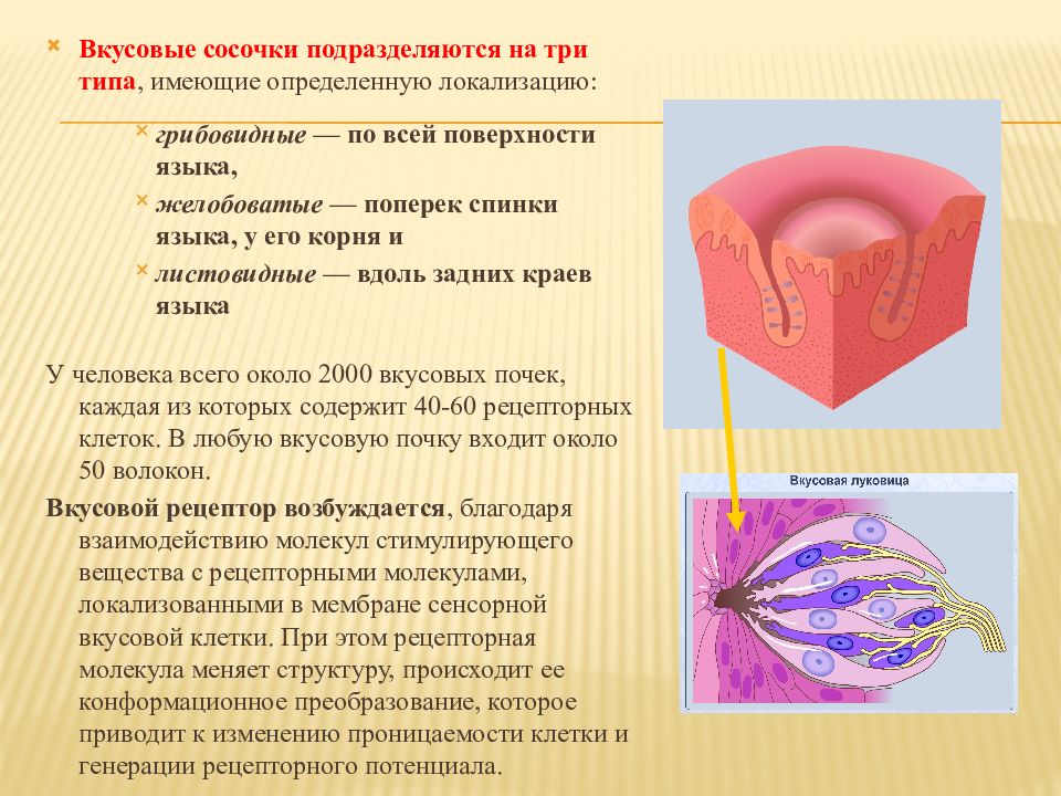 Вкусовая сенсорная система презентация