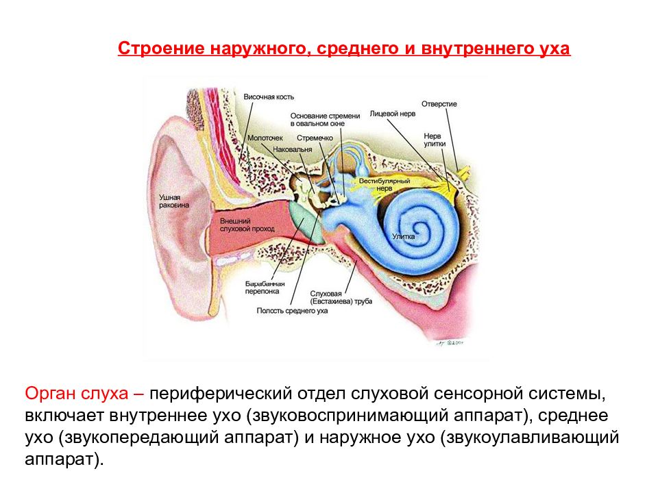 Слуховая сенсорная система презентация