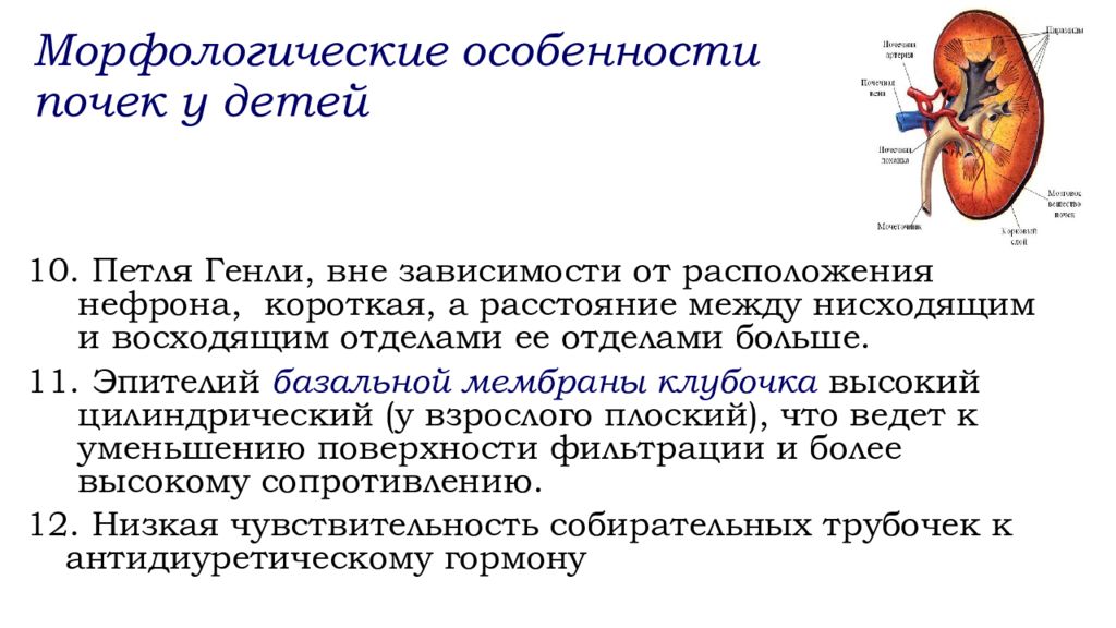 Анатомо физиологические особенности мочевыделительной системы у детей презентация