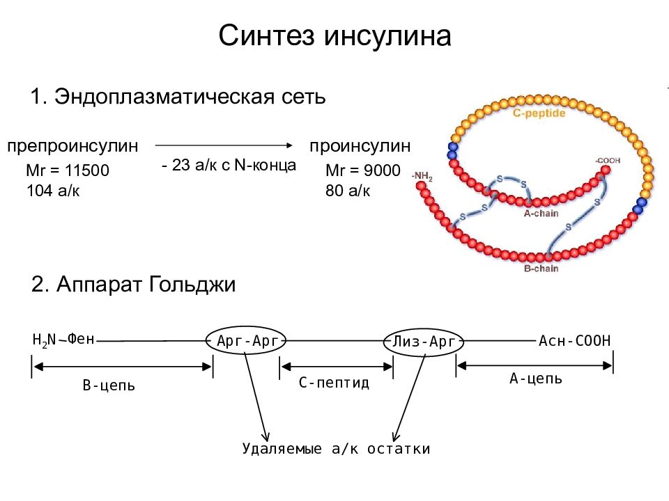 Организм показанный на рисунке стал основой для промышленного получения спирта инсулина