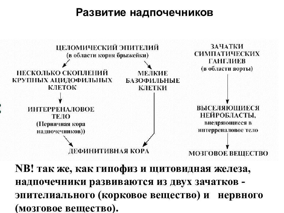 Надпочечники схема корнилова