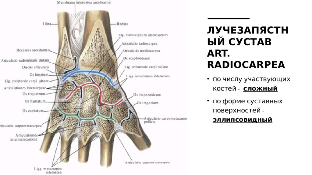 Лучезапястный сустав картинки