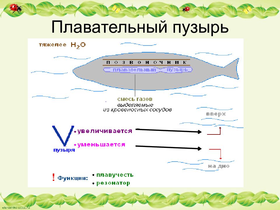 Значение плавательного пузыря у рыб. Плавательный пузырь. Плавательный пузырь у рыб. Плавательный пузырь строение. Механизм работы плавательного пузыря.