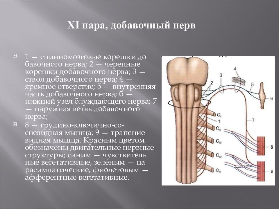 Добавочный нерв неврология презентация