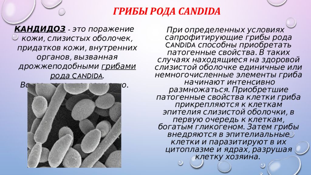 Молочница гриб. Дрожжеподобный грибок кандида. Грибы рода кандида (кандидоз). Дрожжеподобными грибками рода Candida. Грибы рода Candida микробиология.