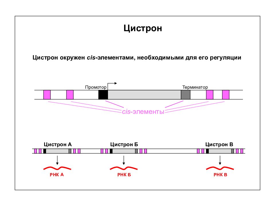 Полицистронная рнк. Цистрон. Структура цистрона. Ген цистрон. Тонкое строение Гена.