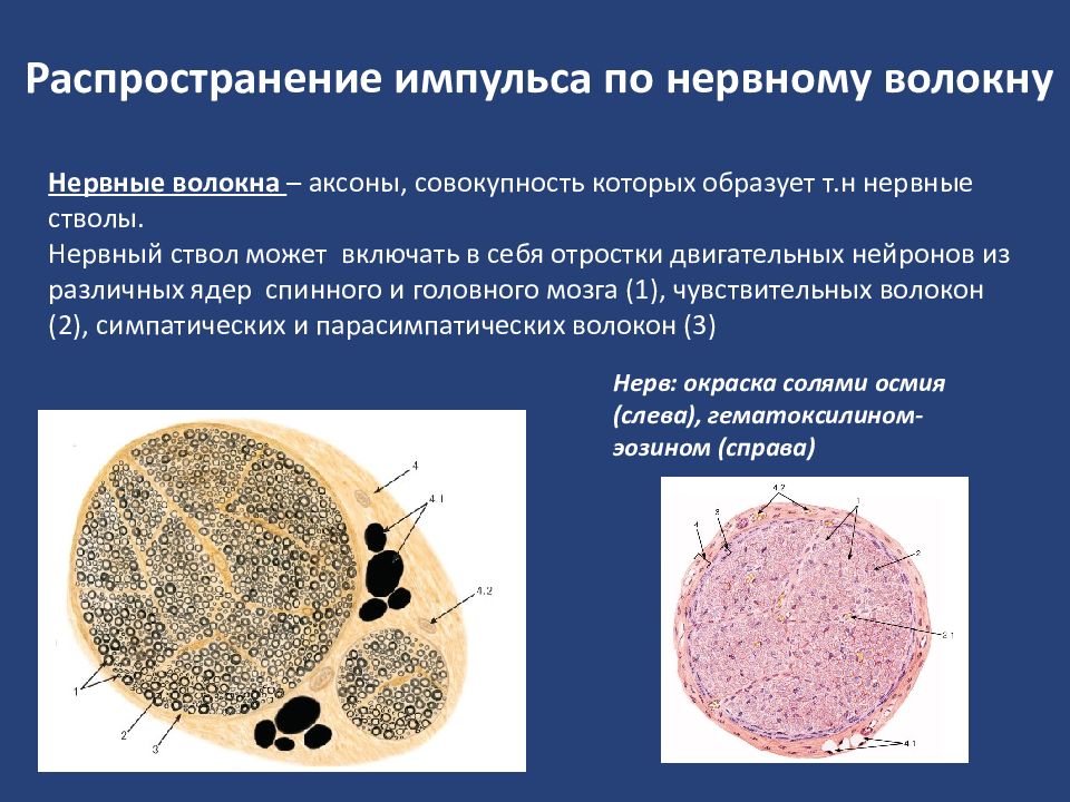 Нервных импульсов нервных волокон