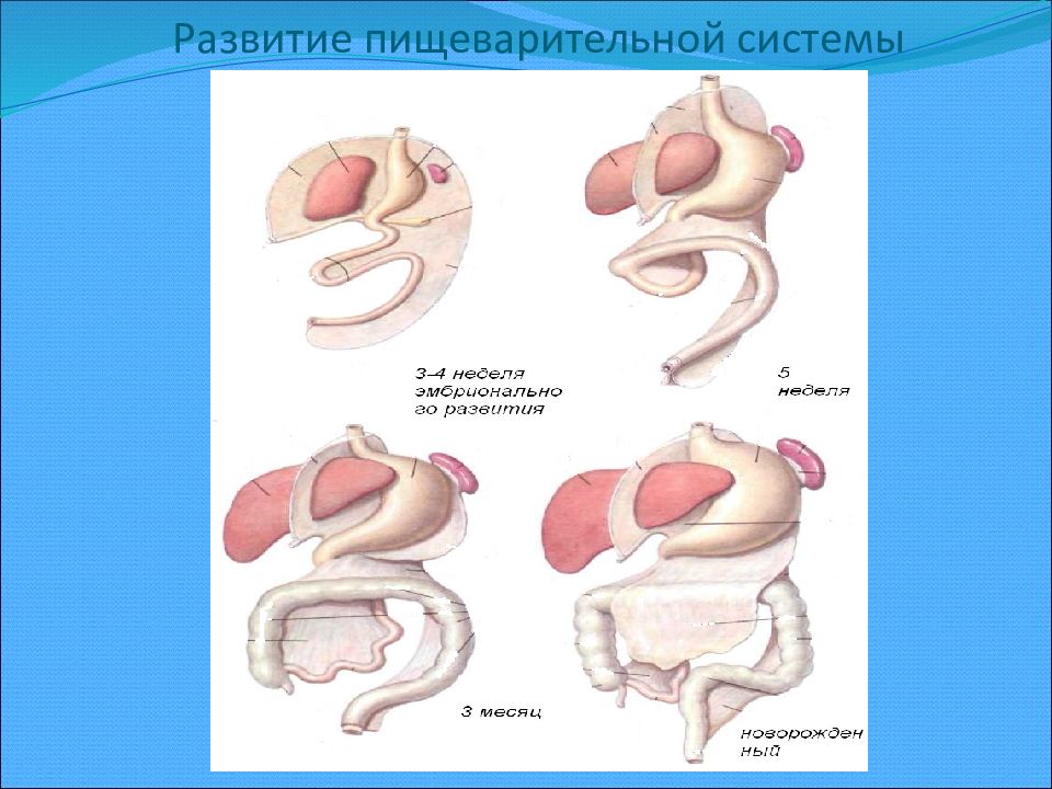 Развитие органов