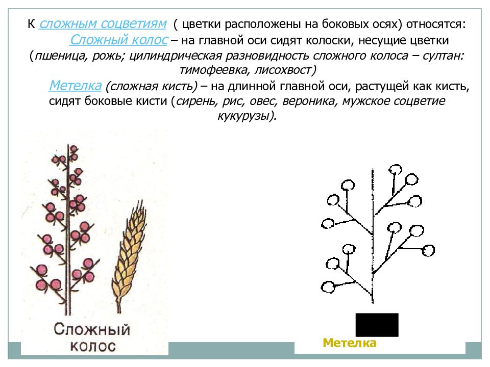 Как называются цветки находящиеся на главной оси. Соцветие щиток. Простой колос биология 6 класс. Сложная кисть метелка соцветие. Генеративные органы растений соцветие.
