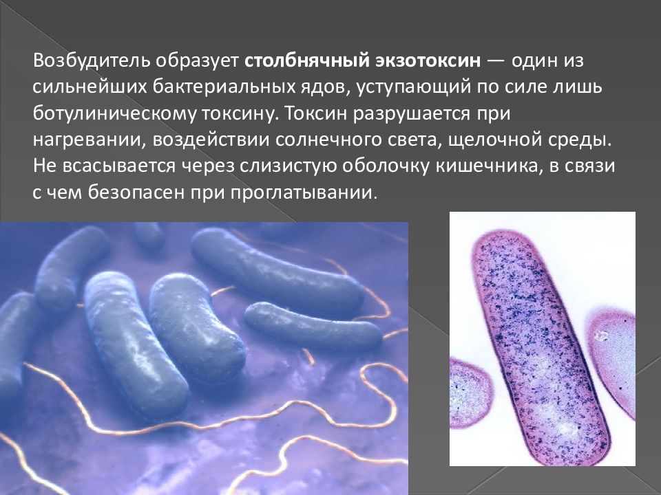Столбняк возбудитель. Споры возбудителя столбняка. Столбнячная палочка бактерия. Столбнячная палочка микробиология. Токсины столбнячной палочки.