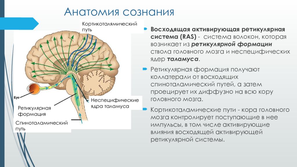 Нейроны больших полушарий головного мозга