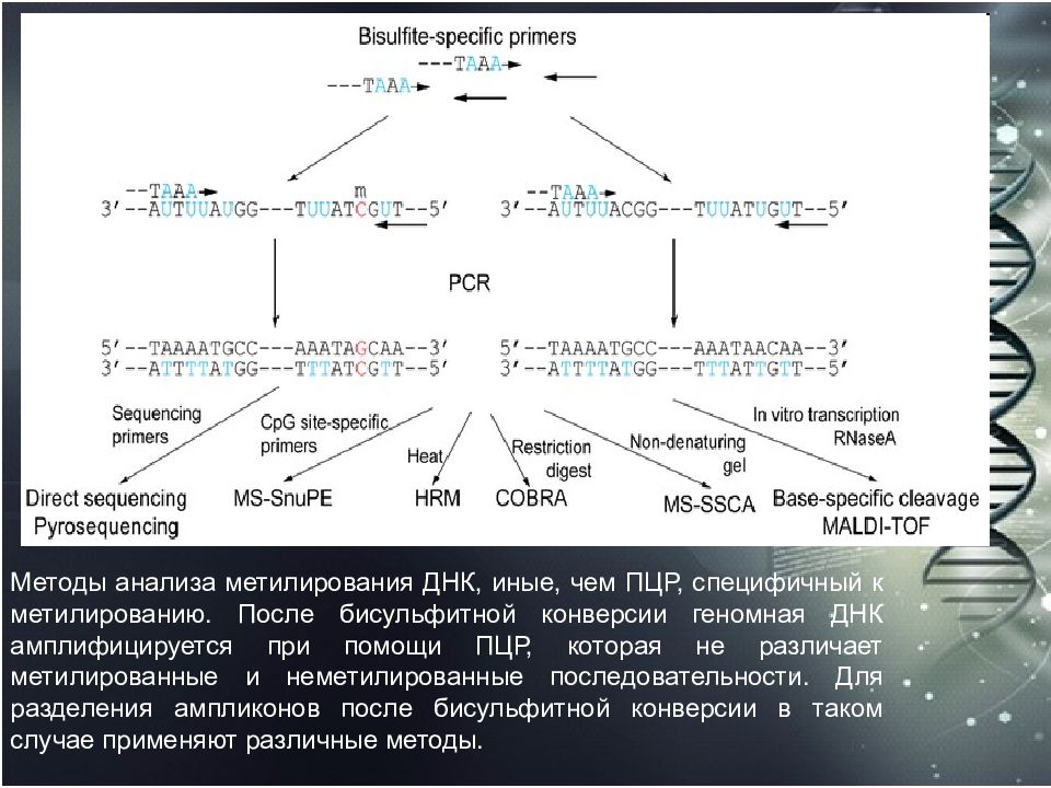 Секвенирование анализ. ПЦР секвенирование. Метод секвенирования Гена. Секвенирование и ПЦР методы. Методы изучения генома.
