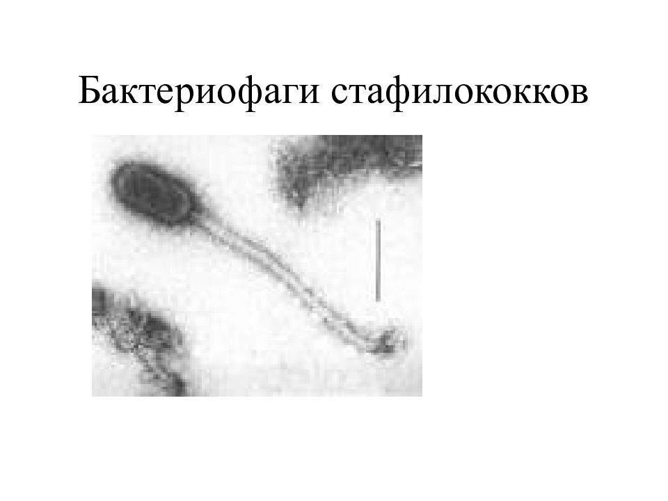 Стафилококк бактериофаг. Бактериофаг возбудитель. Типоспецифические фаги стафилококк. Бактериофаг стафилококковый под микроскопом. Схема действия бактериофага стафилококкового.