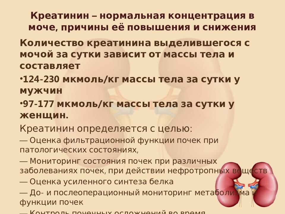 Креатинин повышена что это значит у взрослого. Креатинин что это такое в крови. Причины повышения креатинина. Креатинин повышен. Повышенный креатинин причины.