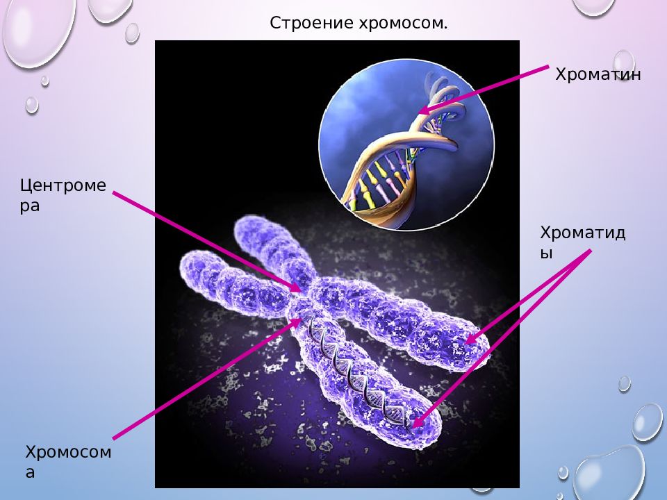 Хроматид в ядре. Строение хромосомы хроматиды. Хромосомы хроматиды ядро. Строение клетки хроматин. Хроматида это центромера это строение хромосомы.