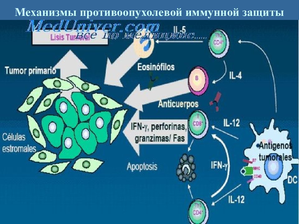 Схема противоопухолевого иммунитета