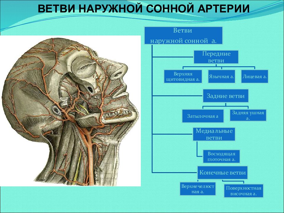 Наружная сонная артерия схема